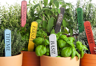 Buy herb plants online