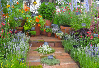 Buy herb plants online