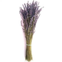 lavender-bunch.jpg