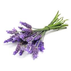 Lavender Plants for Sale: Buy Lavender Plants Online