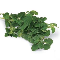 Oregano Plants for Sale: Buy Oregano Plants Online