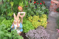 peter-rabbit-in-the-garden.jpg