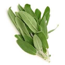 Sage Plants for Sale: Buy Sage Plants Online